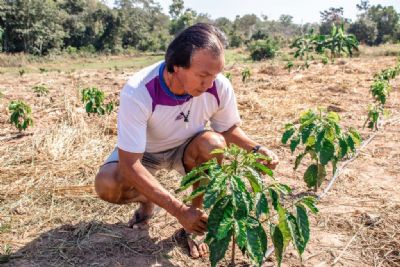 Indígenas plantam café em Mato Grosso