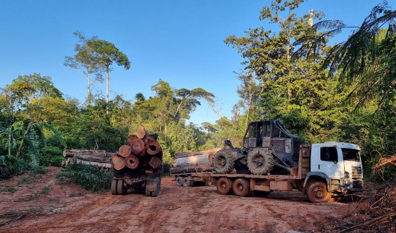 PF e Ibama apreendem comboio transportando madeira extraída ilegalmente da TI Aripuanã